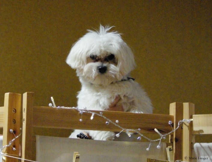 Le p’tit chien dans la vitrine
